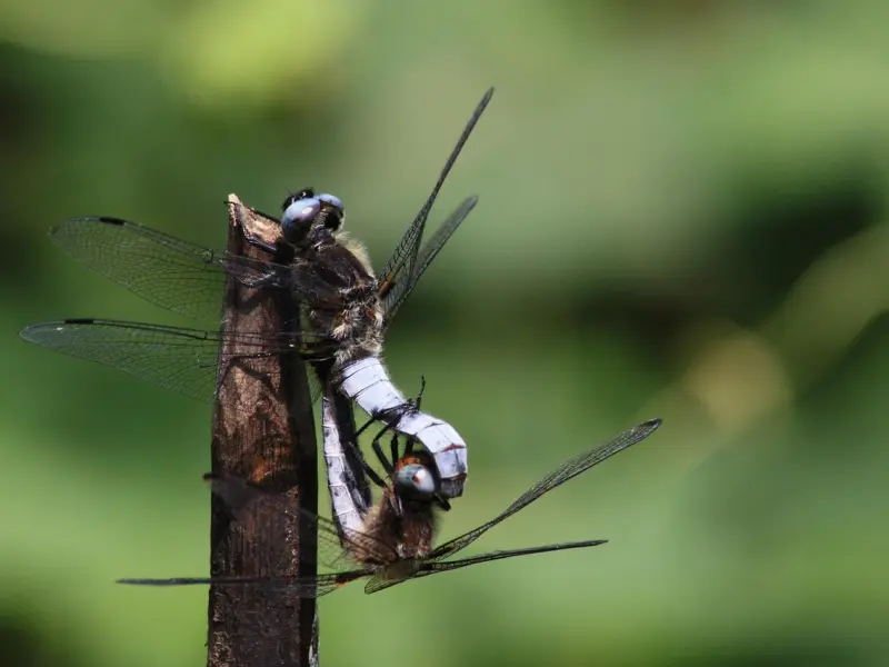 夫妻之间缘尽的五个表现，中两条以上，离婚就不远了