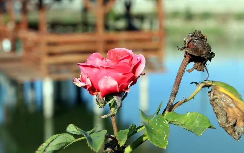 真假性分手有别的挽回爱情的方法
