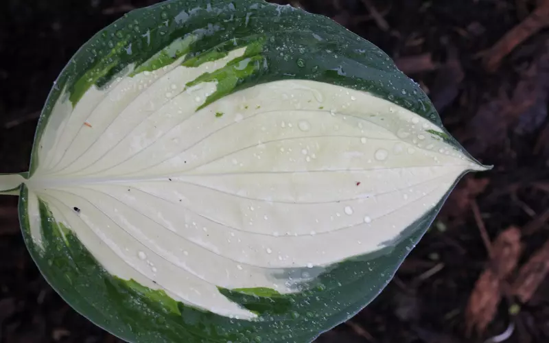 男友主动提出分手通常有两种类型