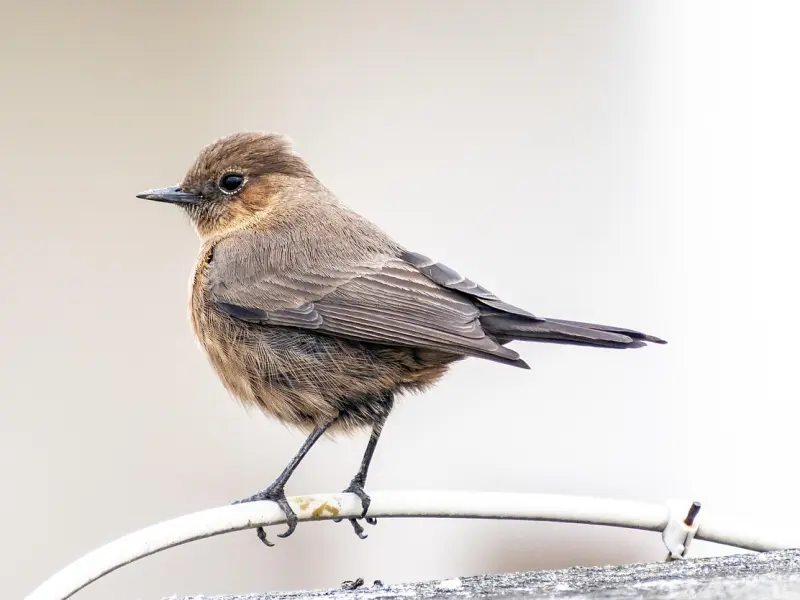 情商高的女人，是这样和男神聊天的！
