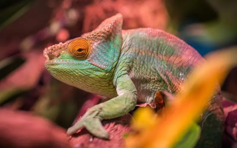 异地可以这样挽回男友