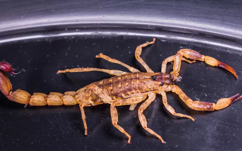 挽回天蝎座应该这么办！