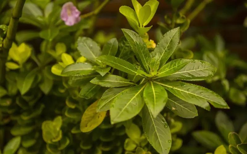 这样的挽回是病态的，看看你属于么？