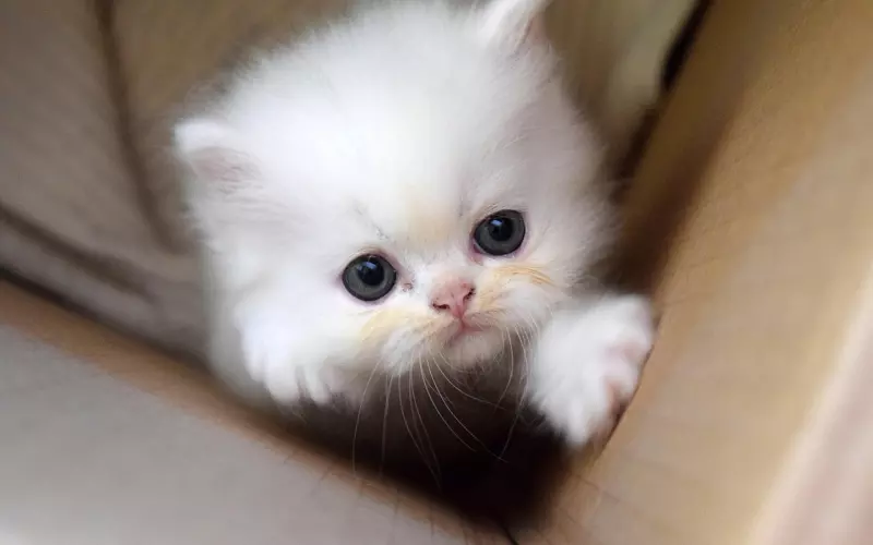 这个小技巧，让女神无法拒绝你的邀约