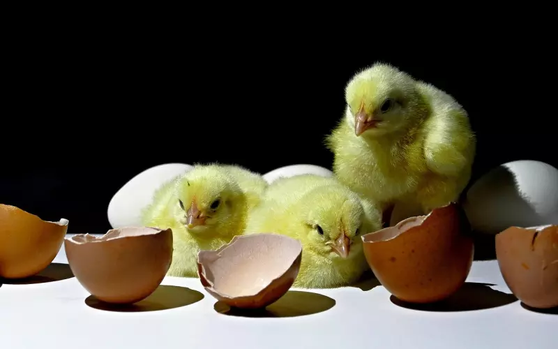 这个女人自杀，不只是因为家暴