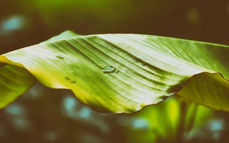 情降那些事，情降是什么 ？情降有效吗？