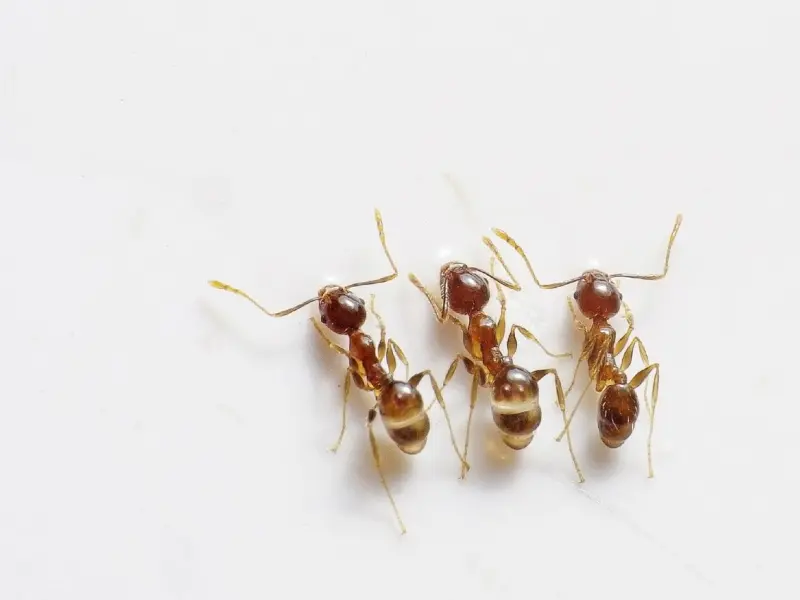 初学者撩妹的三大错误及建议