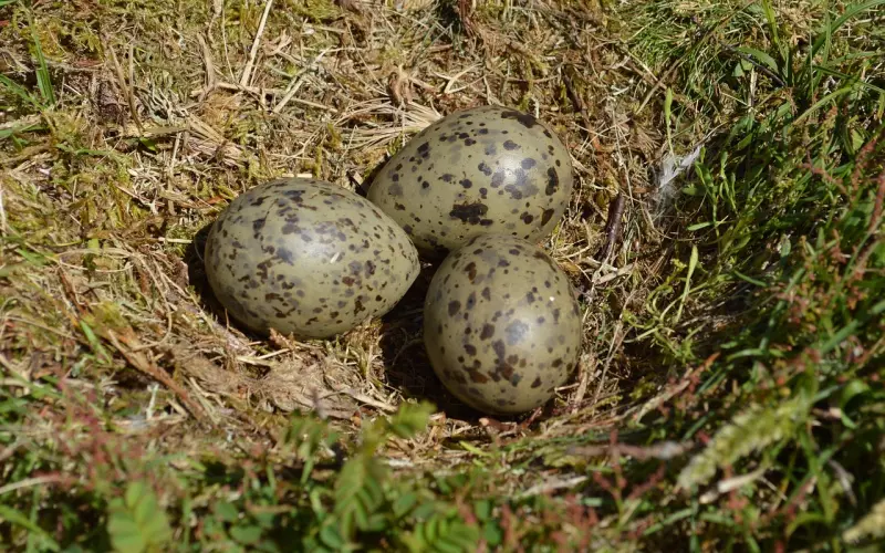 三点建议，助你挽回爱情