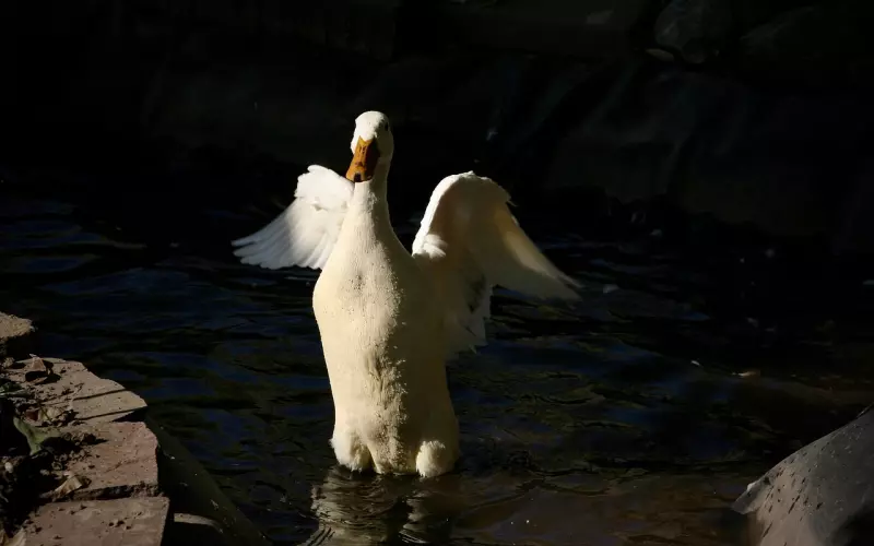 三种方式教你挽回中diss前任，挽回被动变主动！