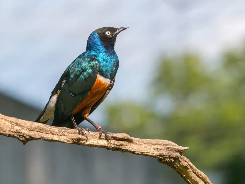 挽回爱情快准狠的三个星座