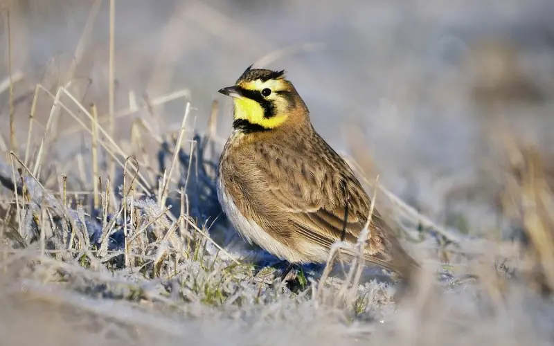 日久见人心，时间识人品