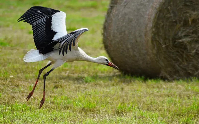挽回男朋友的窍门方法