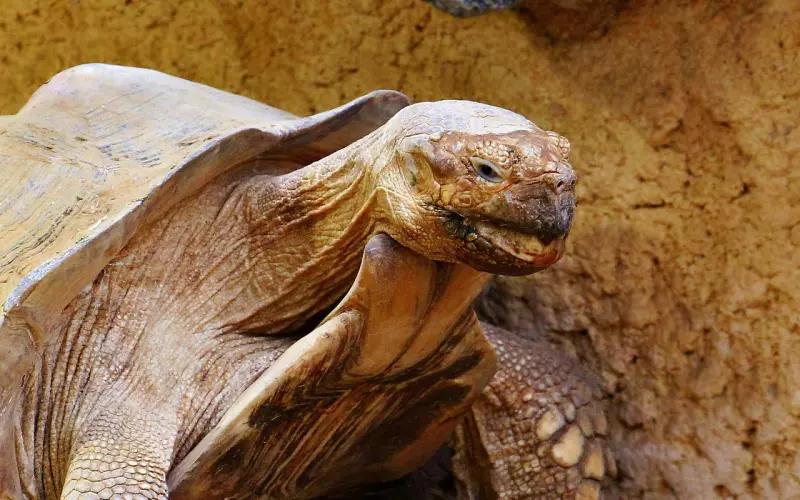 巨蟹男友分手复合技巧：挽回男友的进度为何停滞不前？这才是真正原因