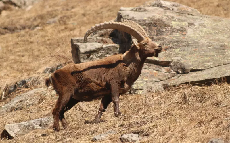 摩羯男友分手复合技巧：快来看看有什么必杀技