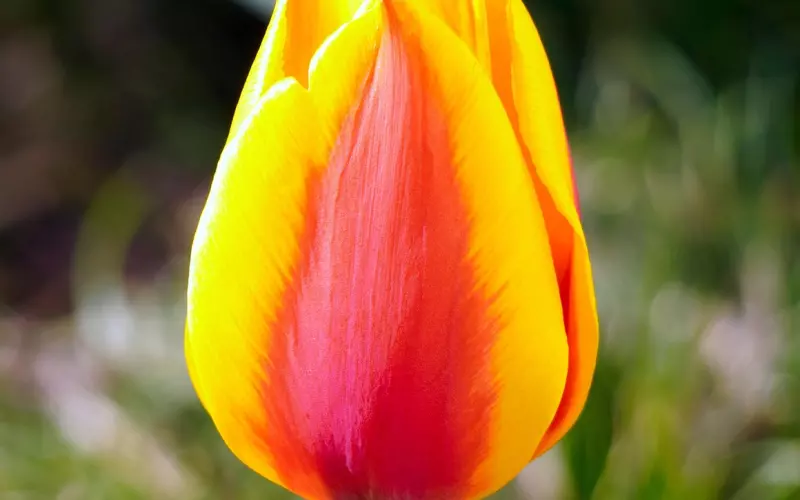 双十一脱单宝典：女生如何把握时机收获爱情