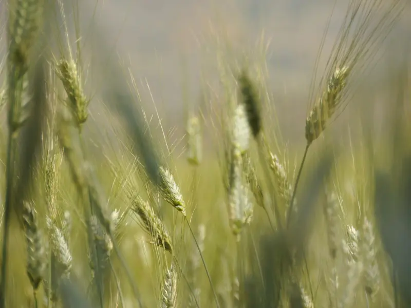 挽回处女座男友秘诀：分手之后该怎么挽回处女座男友复合？