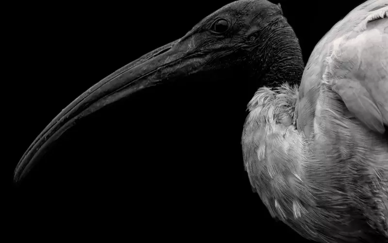 被拉黑的挽回技巧，聪明女人挽回男友必会绝招