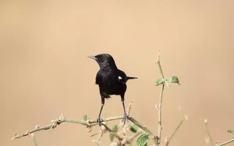 挽回爱情攻略：如何跟前男友正确聊天？