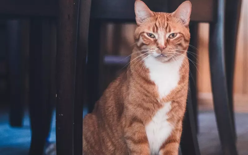 婚姻挽回秘籍：​如何挽回出轨老公，要用一个“家”字打败第三者