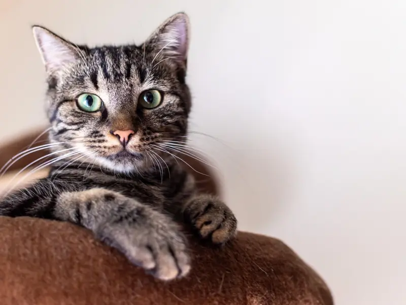 夫妻感情挽回的技巧：教你三个提升夫妻亲密度的方法