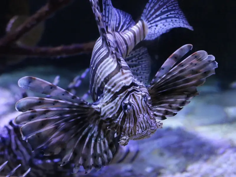 挽回双鱼座男友秘诀：挽回坚决分手的双鱼座男友，专家给出的建议