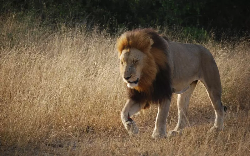 怎样挽回狮子座绝技：狮子座男人挽回绝招，其实就这么简单