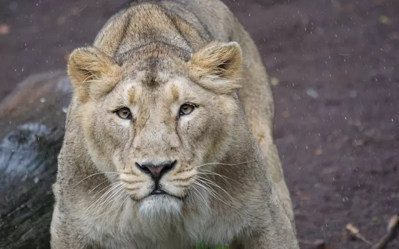 怎么挽回狮子座技巧：三招让你高效挽回狮子男