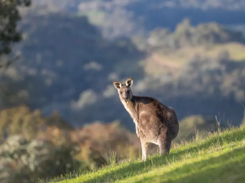 挽回巨蟹座男友秘籍：90%的人不知道的挽回巨蟹座男友的技巧