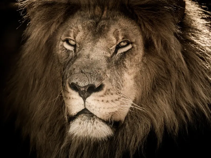 挽回前男友秘籍：如何挽回狮子男，想挽回男友的看过来吧