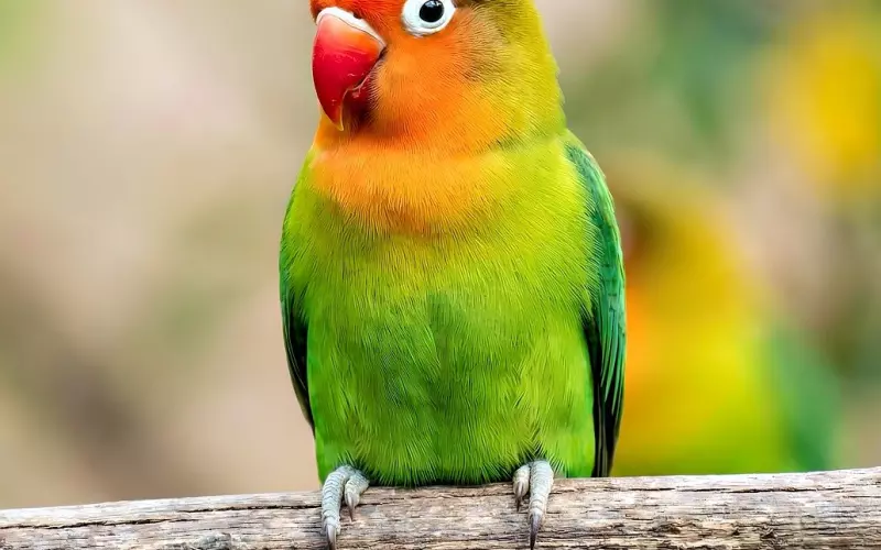 挽回爱情的小秘诀：情侣应该避免吵架过夜