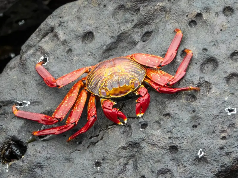 挽回巨蟹座男友秘诀：巨蟹座男友分手之后该怎么挽回