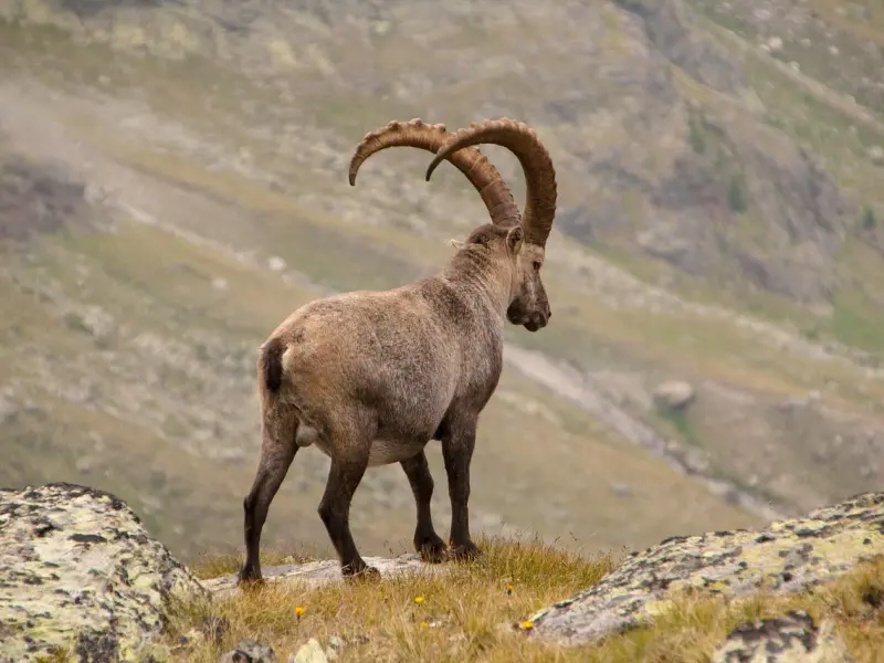 挽回摩羯座男友绝招：挽回摩羯座男友，这三个招数你一定要知道哦