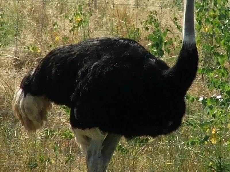 挽回狮子座男友绝招：挽回狮子座前男友，记住这几点没问题