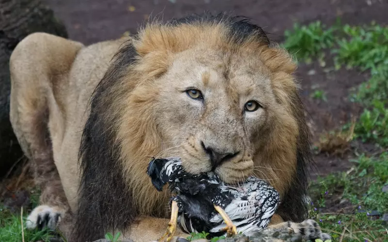 挽回狮子座的绝招：不知道怎么挽回狮子男朋友？这样针对性！