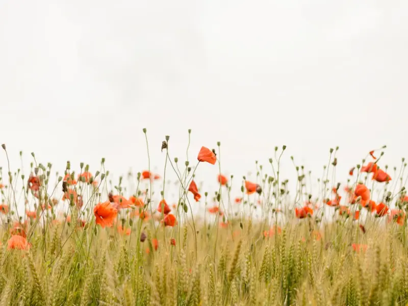 天蝎男友挽回套路：挽回男朋友,你可以试试以下几招