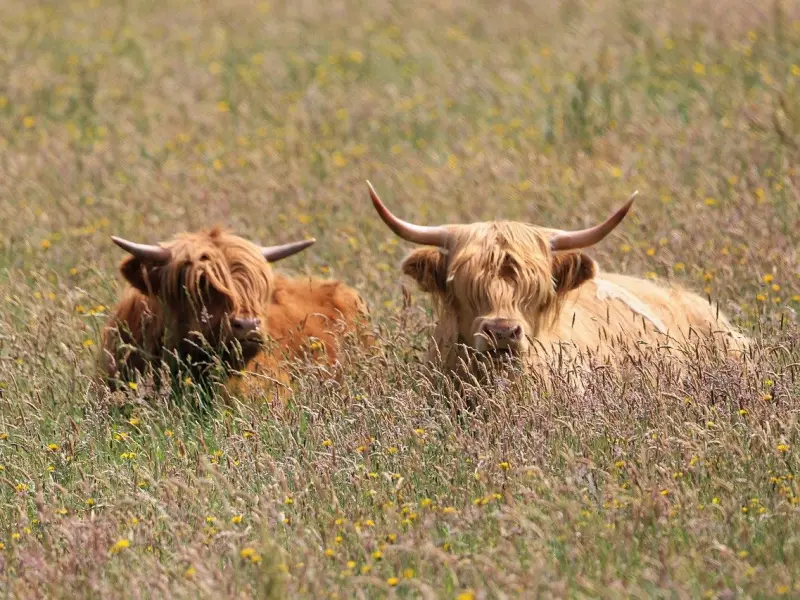 挽回金牛男友技巧：挽回金牛男的绝招