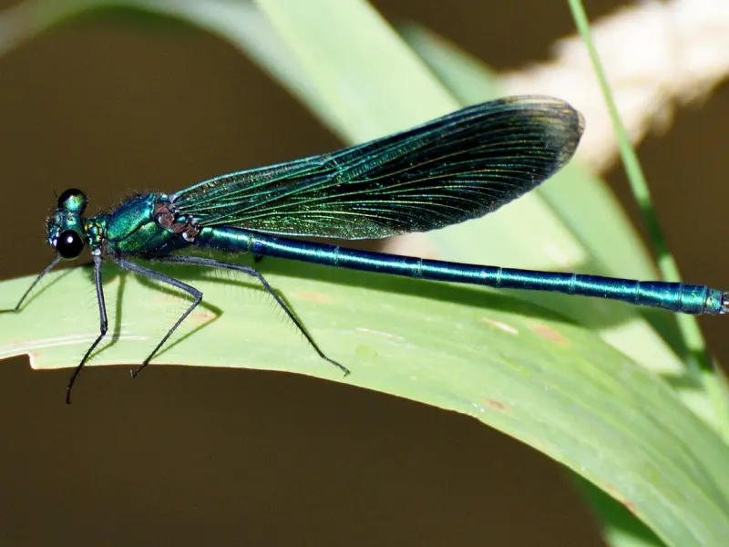 挽回处女座女友秘籍：学会这些方法挽回处女座女友，重燃激情