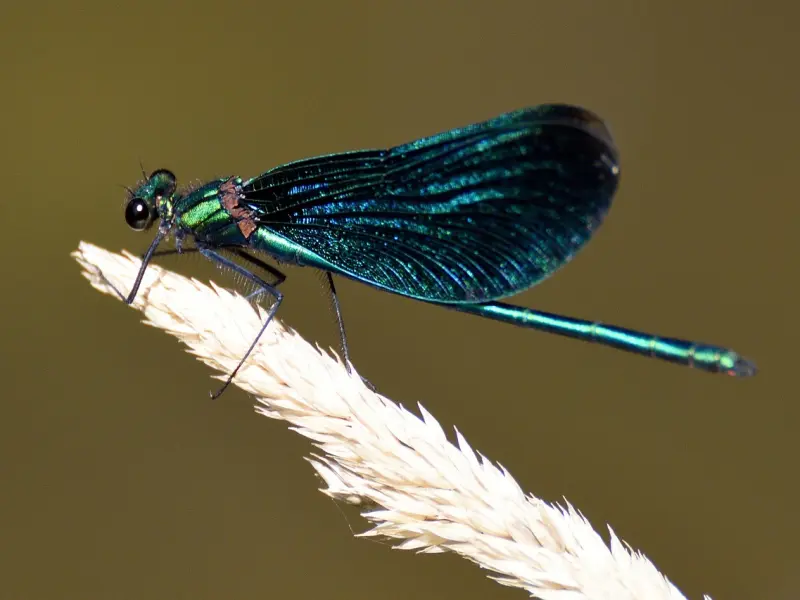 挽回处女座女友绝招：处女座女友分手后还有挽回的希望吗？