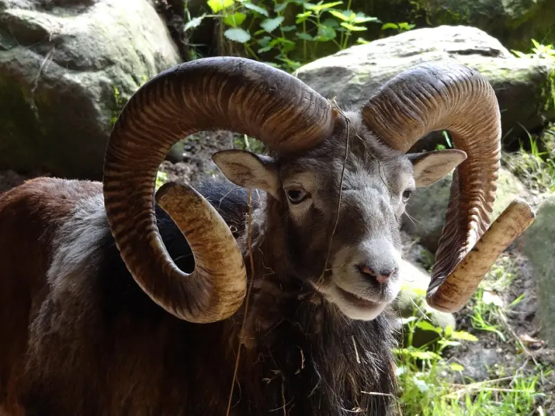 挽回白羊座男友绝招：怎么让那个白羊座男友重新爱上你