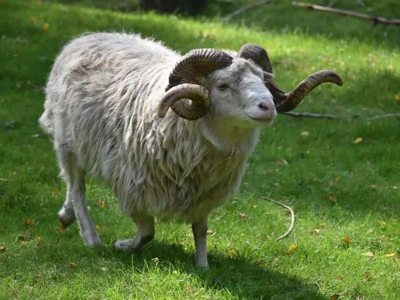 挽回白羊座男友的绝招：简单几句话，教你成功挽回白羊座男友