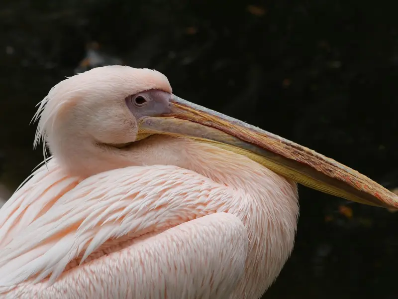 挽回男友秘诀：跟男友感情淡了，该怎么挽回男友的心