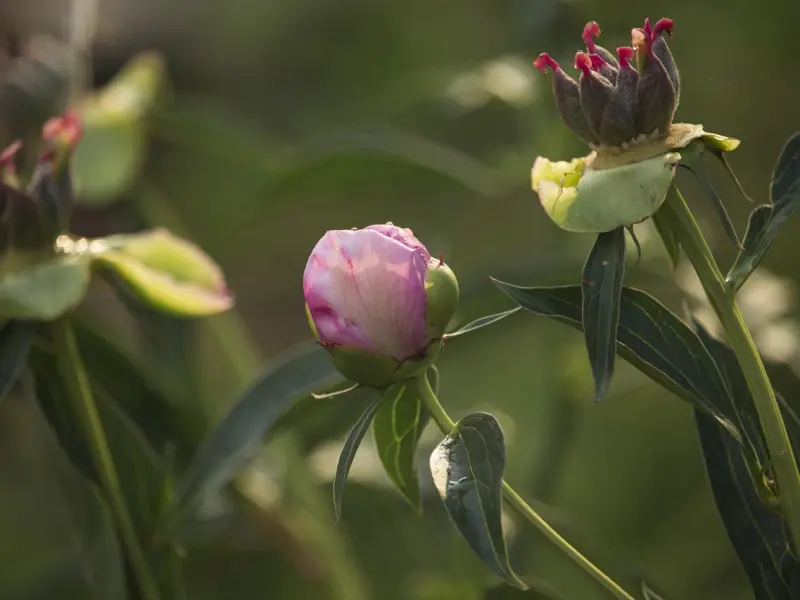 挽回死心女友的绝招