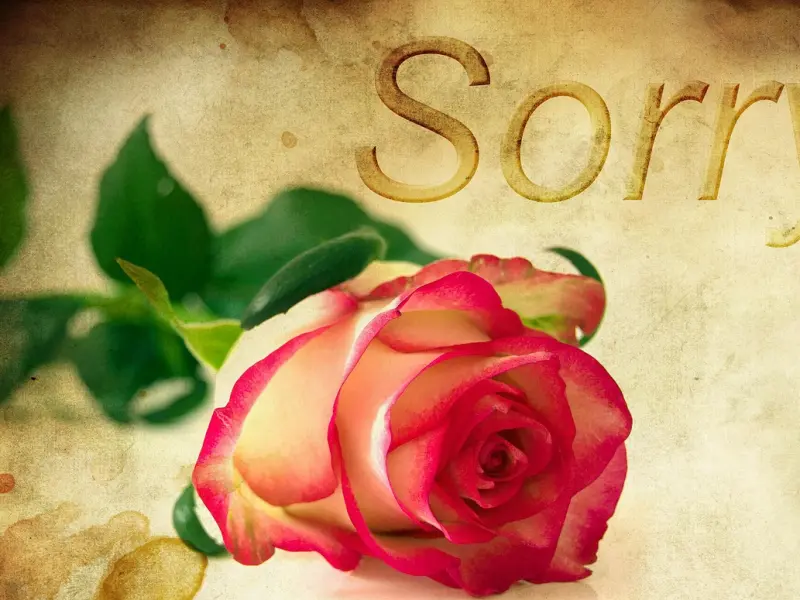 挽回女友秘籍：为什么反复道歉，还是没有得到原谅