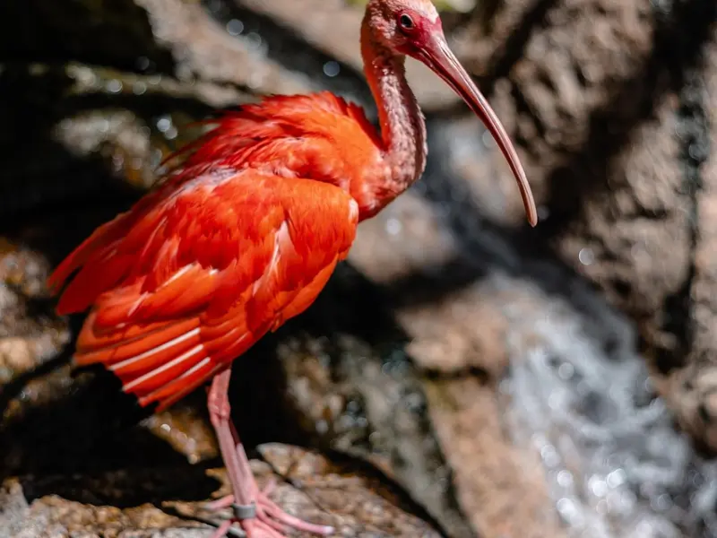挽回女友绝招：如何挽回已死心的女友，必学挽回技巧