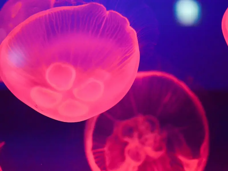 挽回双鱼座女友的绝招：三招教你复合双鱼座女友，挽回女友的心