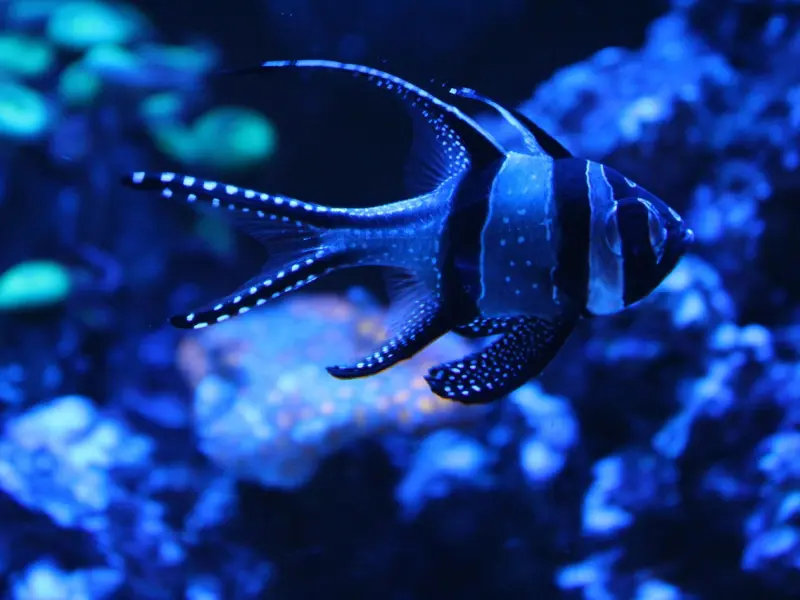 挽回双鱼座男友绝招：双鱼座男友不爱了还有挽回的机会吗