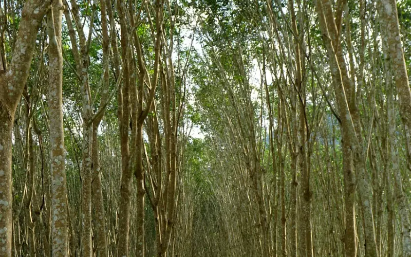 玩转泰北边陲来兴府，有这篇泰国妹子的攻略就够了！