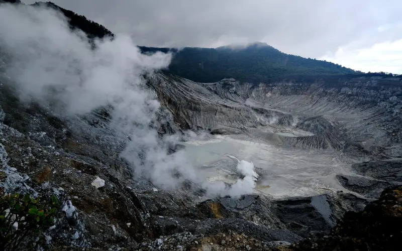 致胡歌：愿我来世为猫