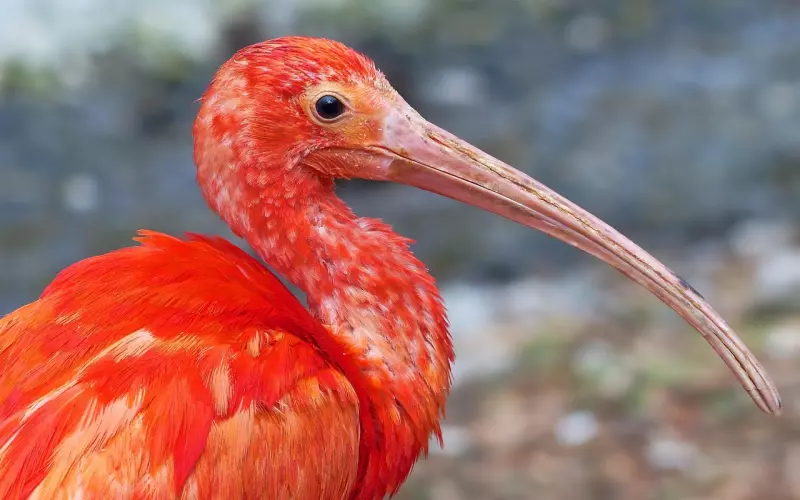 挽回爱情：让前男友必回的短信应该这样写！