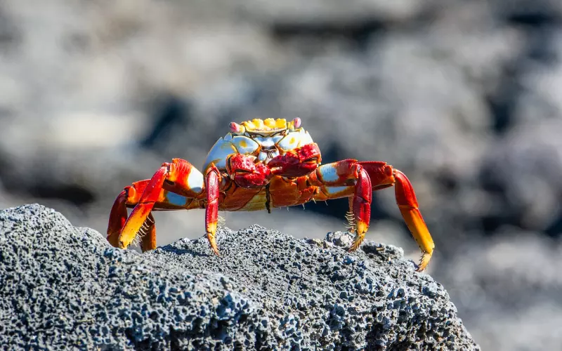 挽回异地恋，这样拉近距离最科学